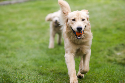 Projeto aprovado cria cachorródromo em Limeira