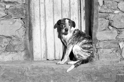 Projeto apresentado por Jorge de Freitas pretende coibir maus-tratos a animais