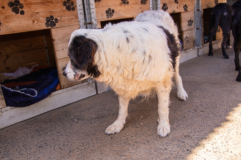 Comissão de Meio Ambiente conhece Patrulha Canina e presta solidariedade à protetora