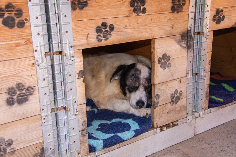 Comissão de Meio Ambiente conhece Patrulha Canina e presta solidariedade à protetora