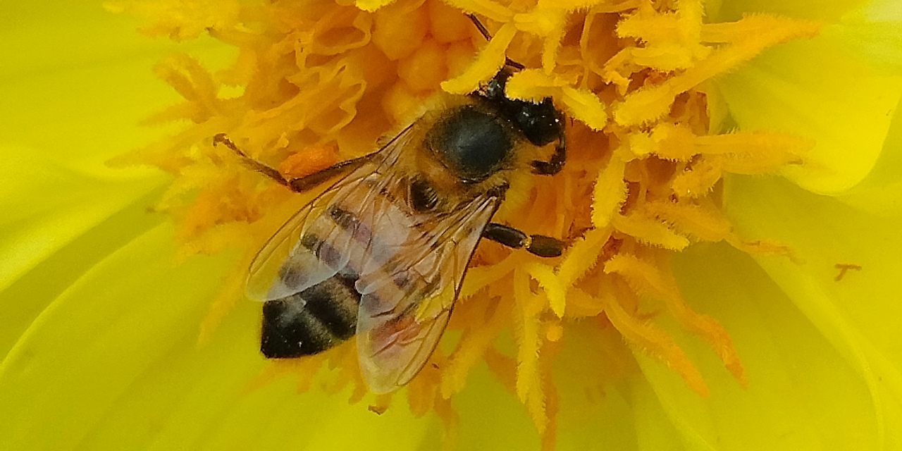 Polinizadores: ação humana é principal ameaça às abelhas; preservação é essencial para a segurança alimentar