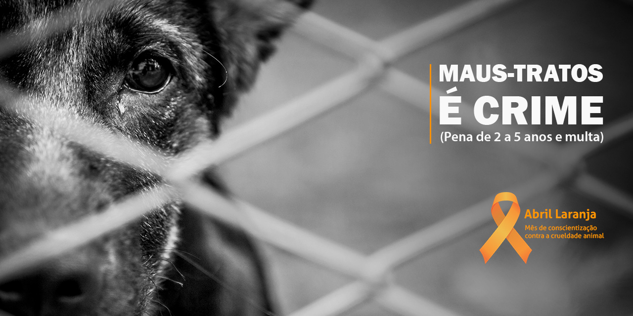 Câmara de Limeira lança campanha de contra a crueldade animal