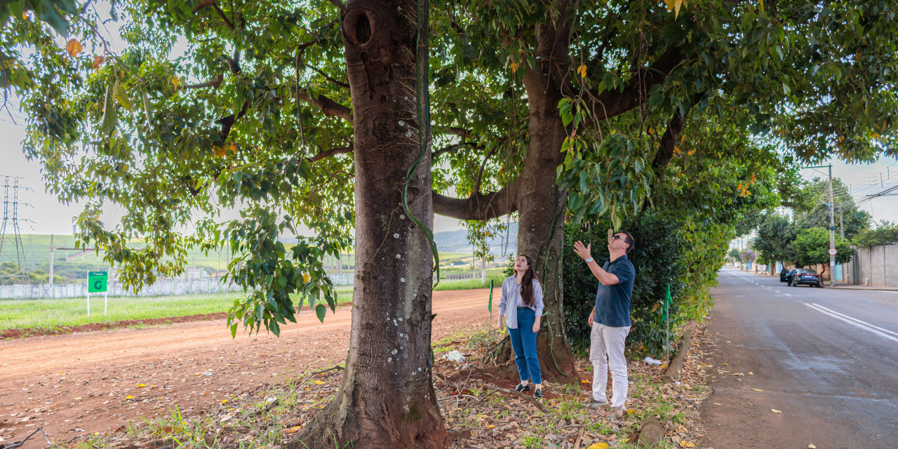 Objetivo foi verificar árvores localizadas em frente ao loteamento Araucárias