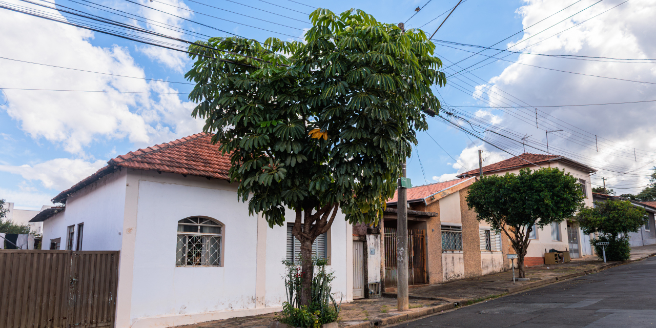 Demanda por poda e remoção de árvores ainda não foi atendida pela Prefeitura