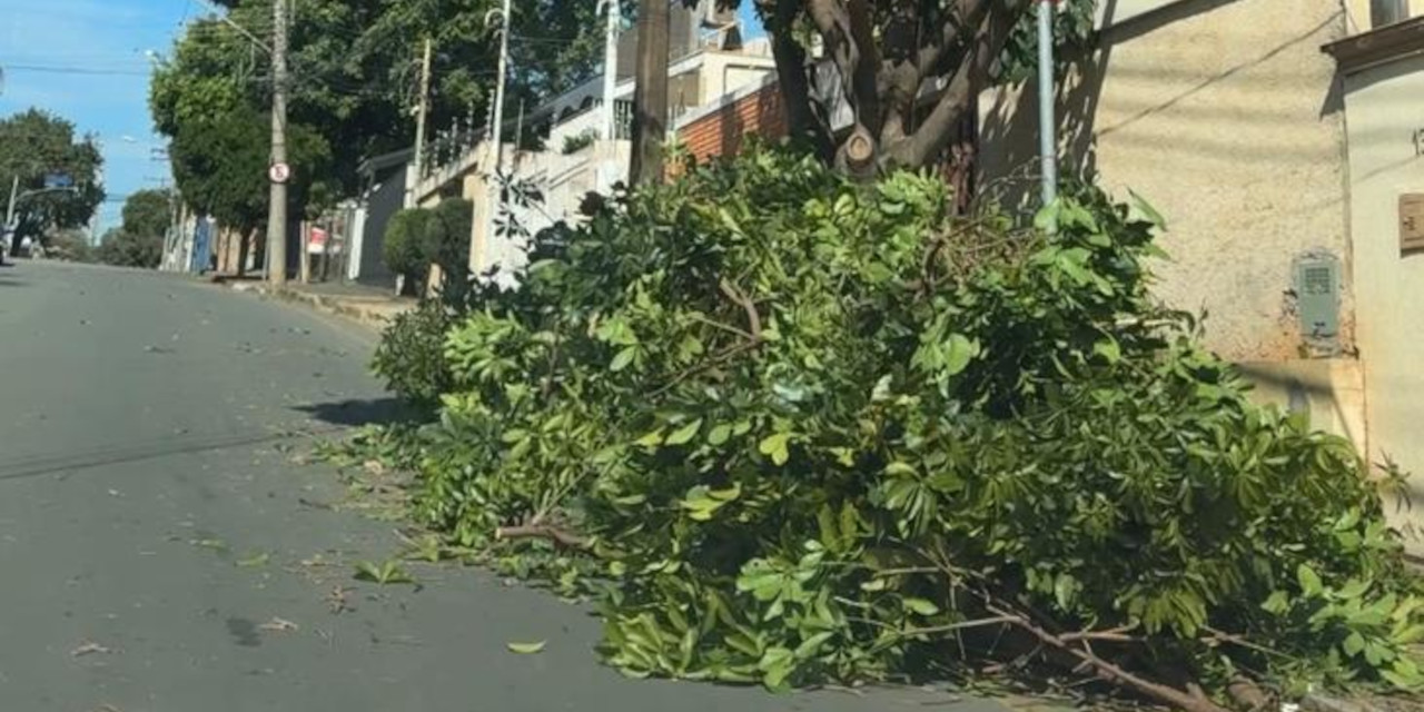 Colegiado quer saber se há protocolo técnico de arboricultura que discipline a forma das podas